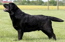 BISS Am/Can CH Paradocs Tabatha's Calliou ~ Calliou