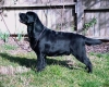 ~ Enter here to see our Obedience Clubs List ~