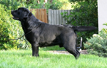 CH Shadowbrook's Belgairn Time Traveler ~ Gulliver