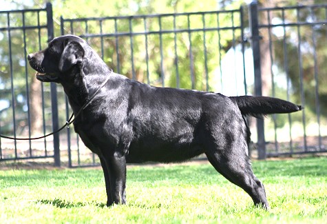 Shadowbrook's Belgairn Best Of Both Worlds ~ Hannah