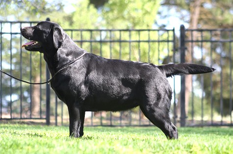 Shadowbrook's Belgairn Best Of Both Worlds ~ Hannah