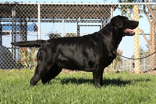 Shadowbrook's Belgairn Best Of Both Worlds ~ Hannah