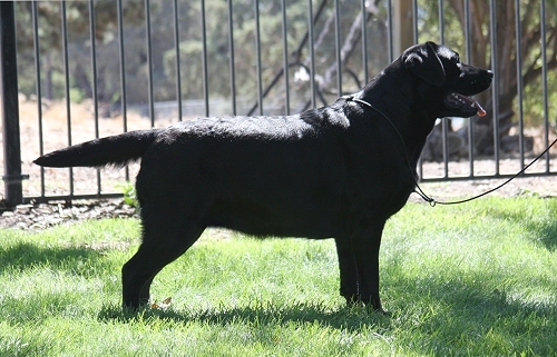 Shadowbrook's Belgairn Best Of Both Worlds ~ Hannah