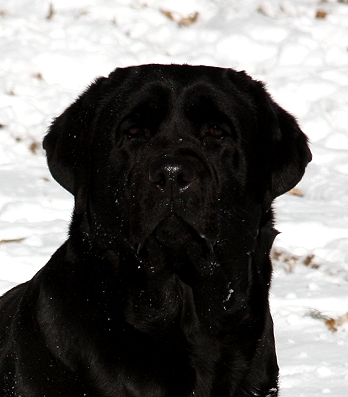 Shadowbrook's Belgairn Best Of Both Worlds ~ Hannah