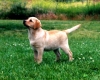 ~ Enter here to see Labradors Bred By Shadowbrook ~
