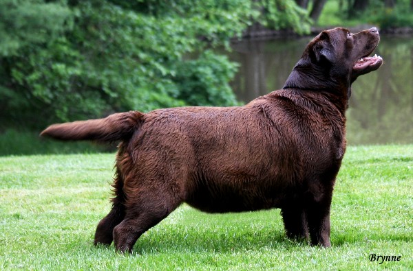 Shadowbrook's Secret's In The Sauce ~ Jules