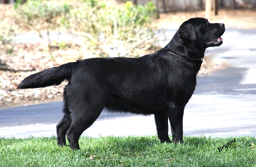 Shadowbrook's Yay Me!