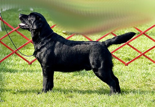 Shadowbrook's McSteamy ~ McSteamy (17 months old)