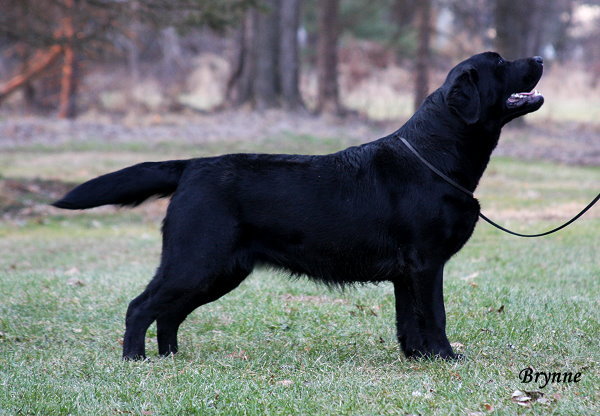 Shadowbrook's Walk The Line! ~ Reese