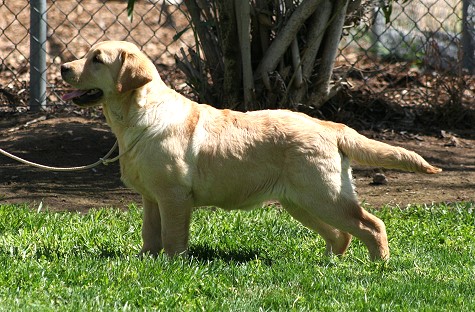 Shadowbrook's She's Got The Look At Mar-Moye ~ Roxie