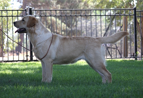 Shadowbrook's She's Got The Look At Mar-Moye ~ Roxie