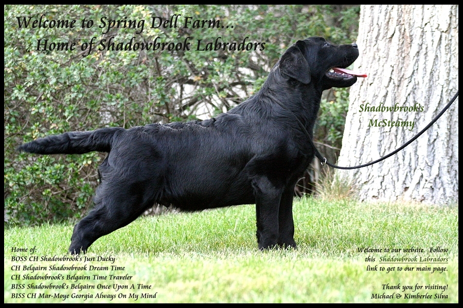 ~ Click here to enter Shadowbrook Labrador's website ~