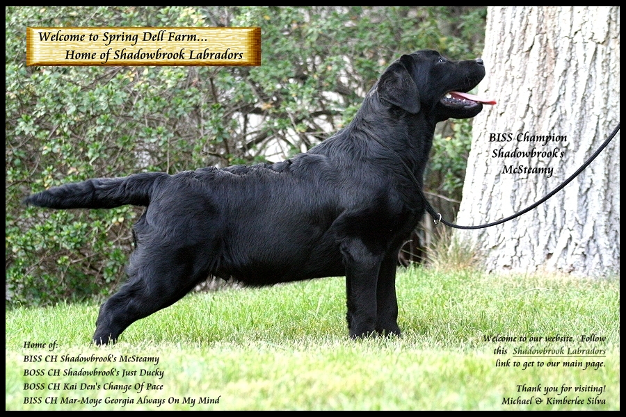 ~ Click here to enter Shadowbrook Labrador's website ~