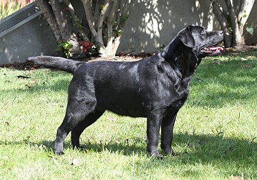 Belgairn Shadowbrook Over The Edge ~ Trouble