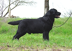 BISS CH Beechcroft's Formal Attire ~ Tuxedo