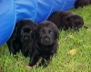 ~ Enter here to see our Newest Puppy Arrivals ~